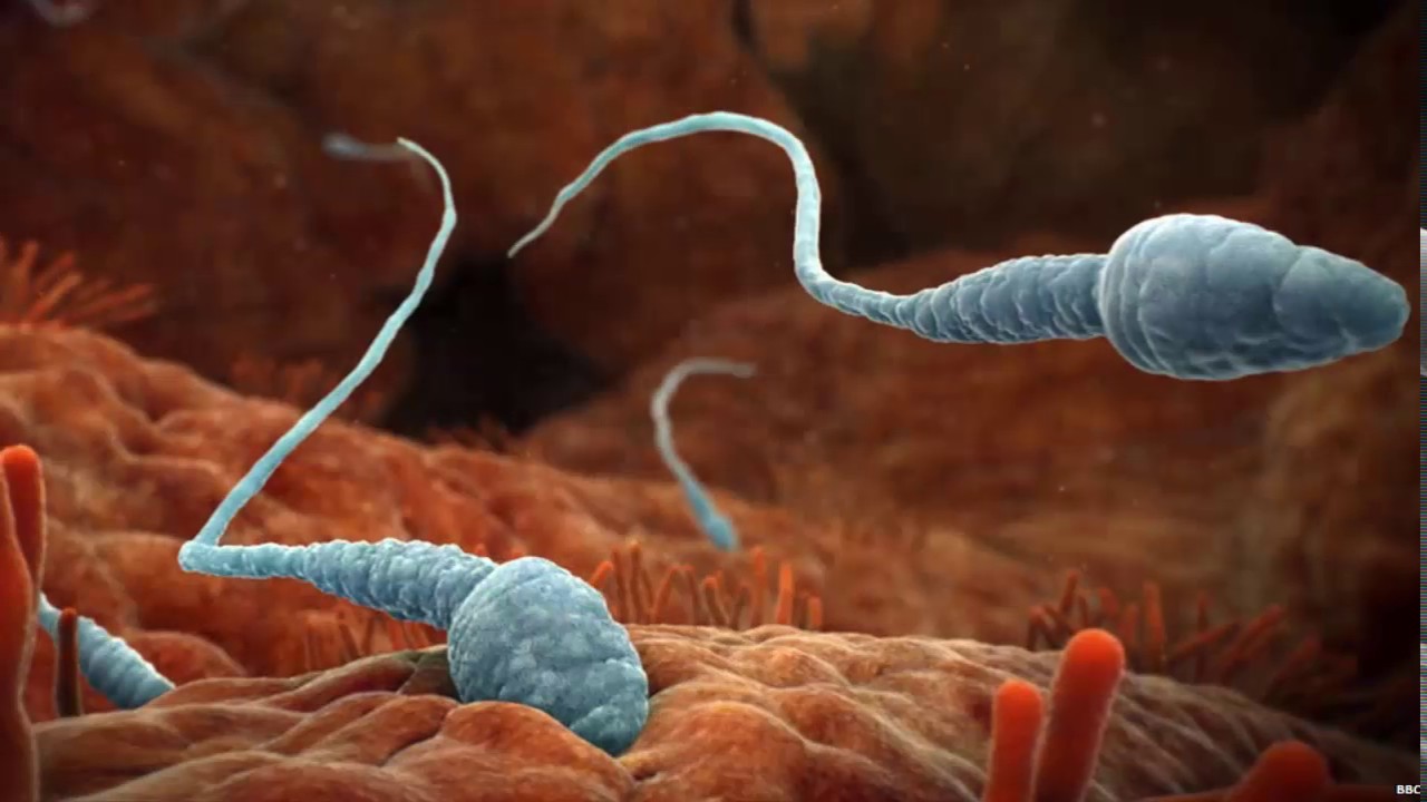 Το σπέρμα περιέχει πλήθος ιών σύμφωνα με επιστήμονες