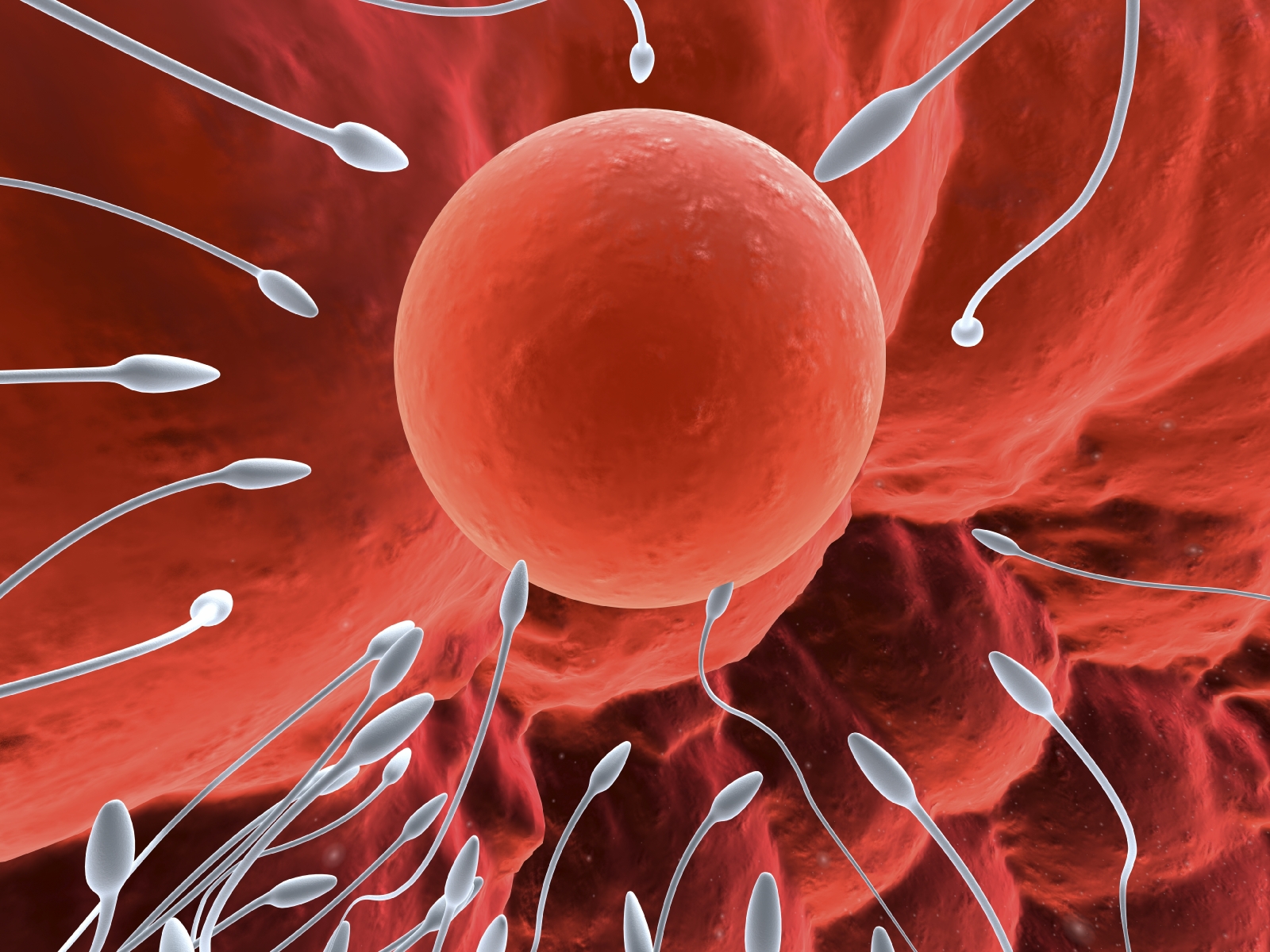 Ερευνητές εντοπίζουν βασικό ρυθμιστή της ανδρικής γονιμότητας