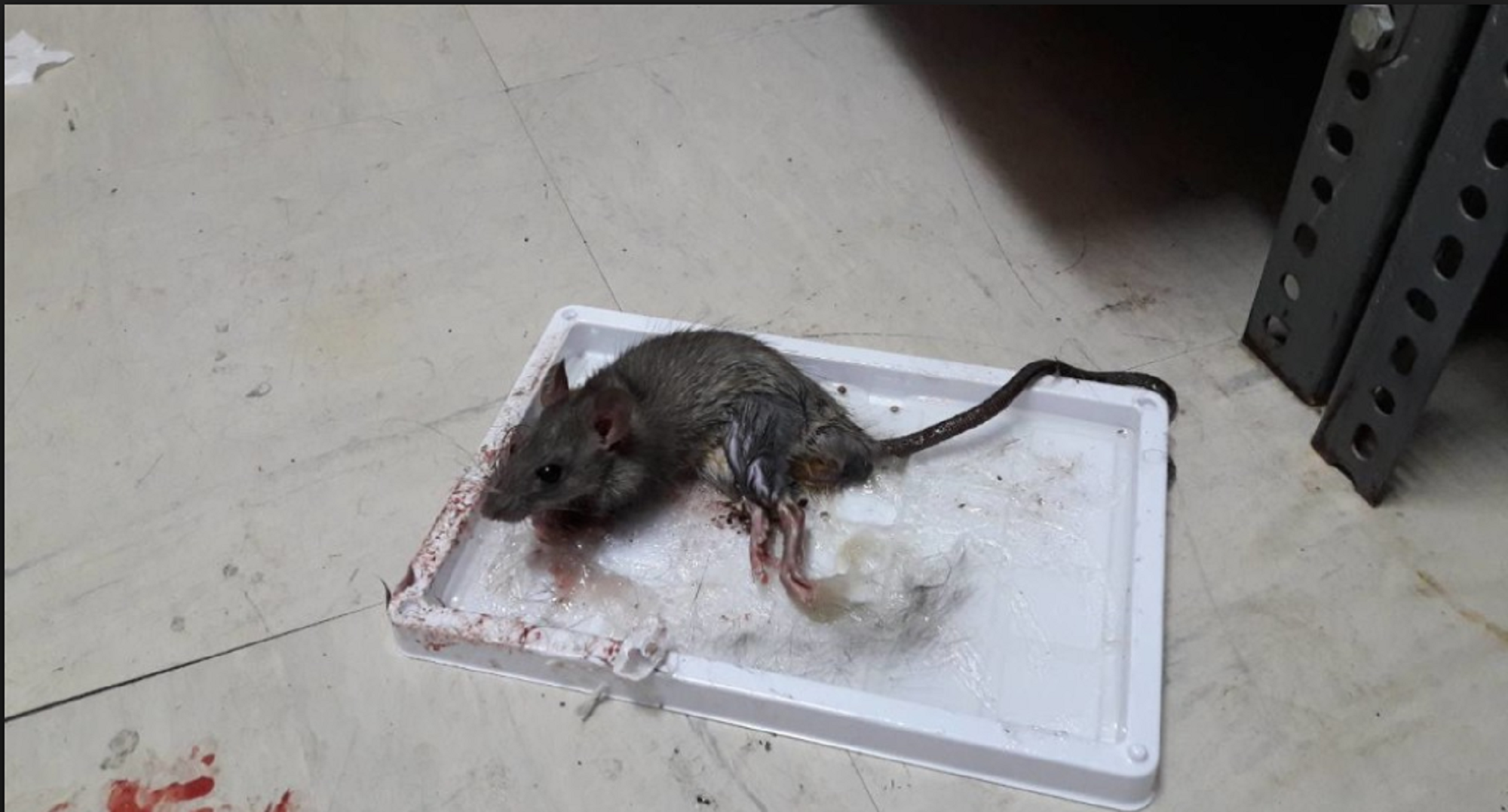 ΑΠΟΚΛΕΙΣΤΙΚΟ – Διοικήτρια νοσοκομείου Κιλκίς: «Όντως κυνηγούσαμε ένα ποντίκι και το κλείσαμε σε δωμάτιο!» (βίντεο)