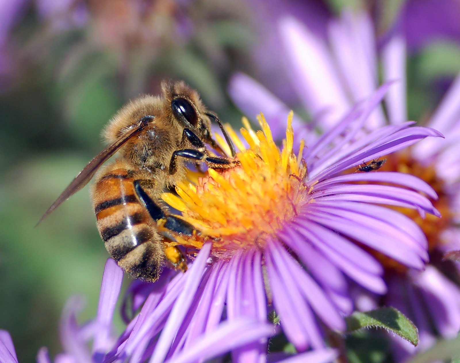 Γιατί οι μέλισσες έλκονται από τα φυτά ;