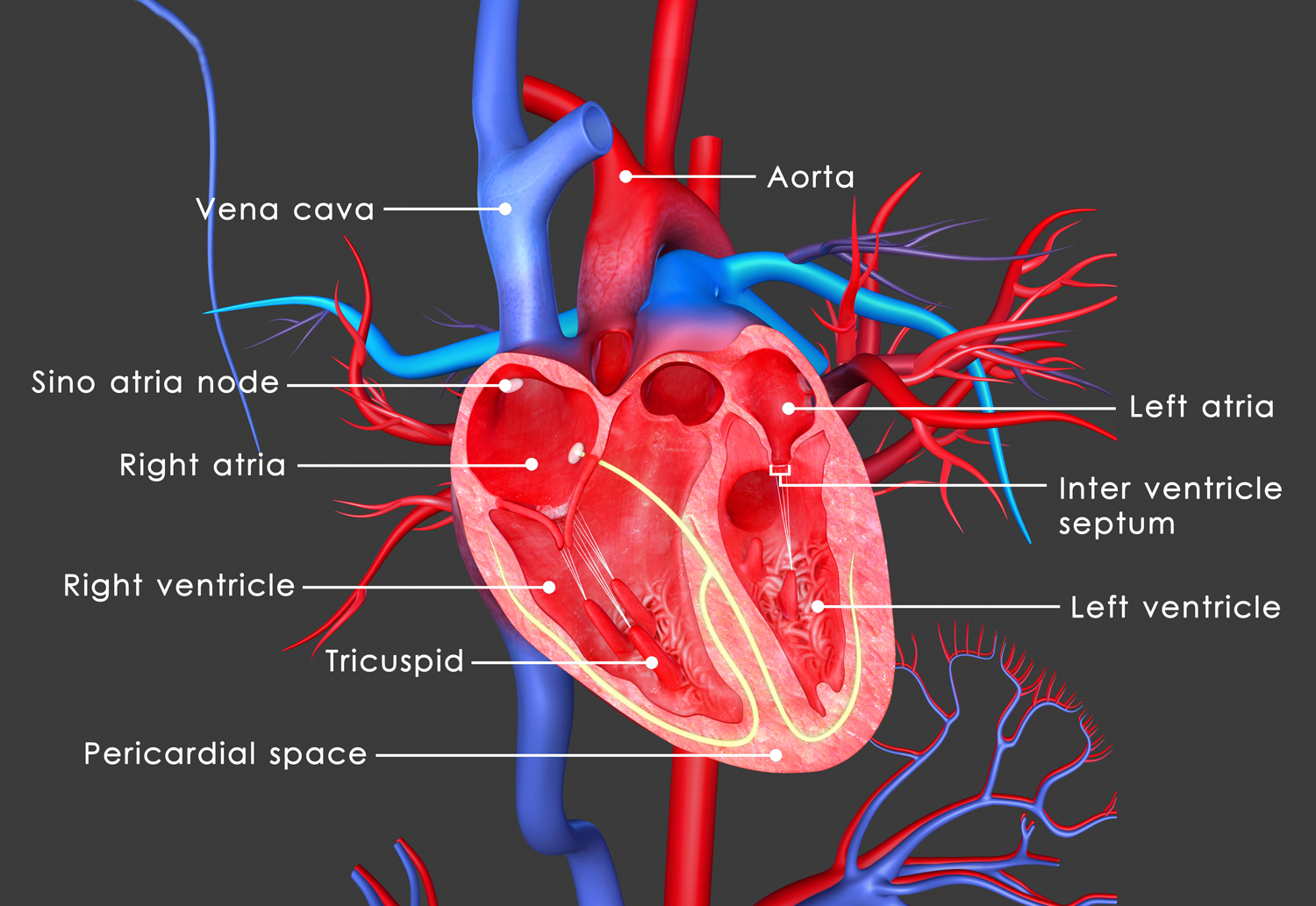 Από τι εξαρτάται η δομή της καρδιάς στους εφήβους;