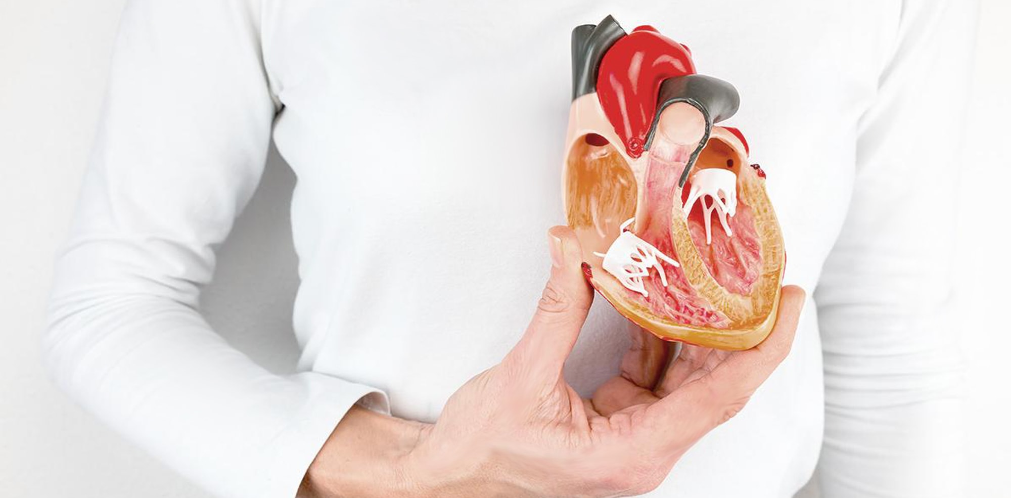 Η αιματική ροή οδηγεί στην ωρίμανση των καρδιακών βαλβίδων