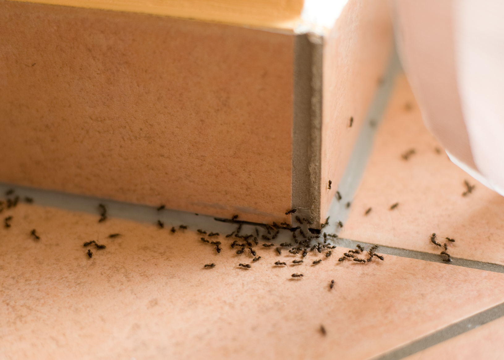 Πως θα “εξολοθρεύσετε” τα μυρμήγκια στο σπίτι