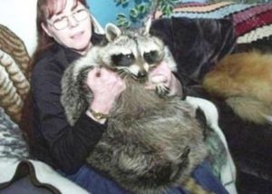 racoon fotografies