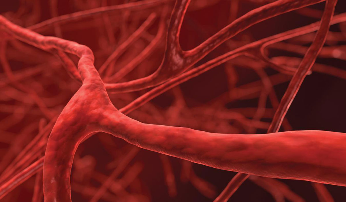 Ανακαλύφθηκε το “κλειδί” για την αναγέννηση των αιμοφόρων αγγείων