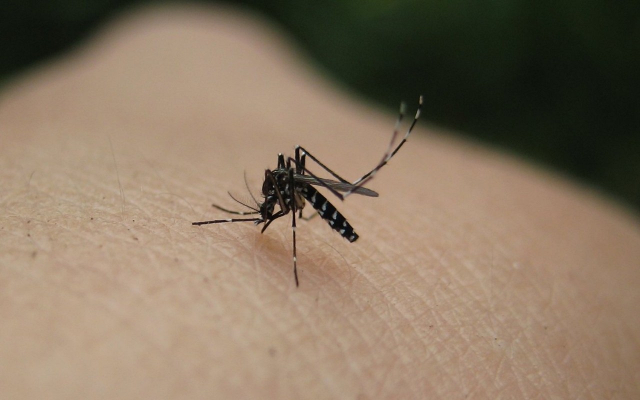 Γιατί παρά το κρύο “κυκλοφορούν” κουνούπια