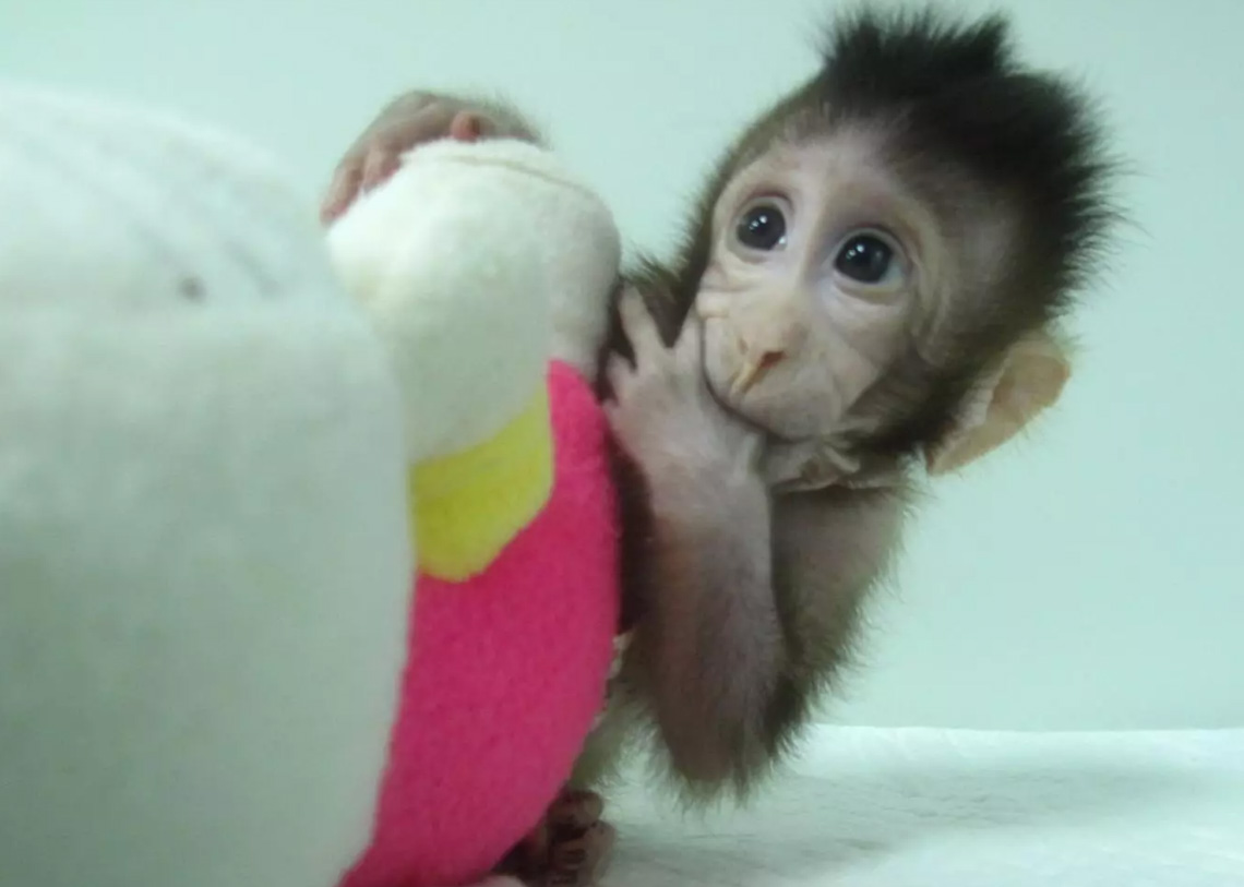 Επιστήμονες κλωνοποίησαν για πρώτη φορά μαϊμού – Τι ακολουθεί;