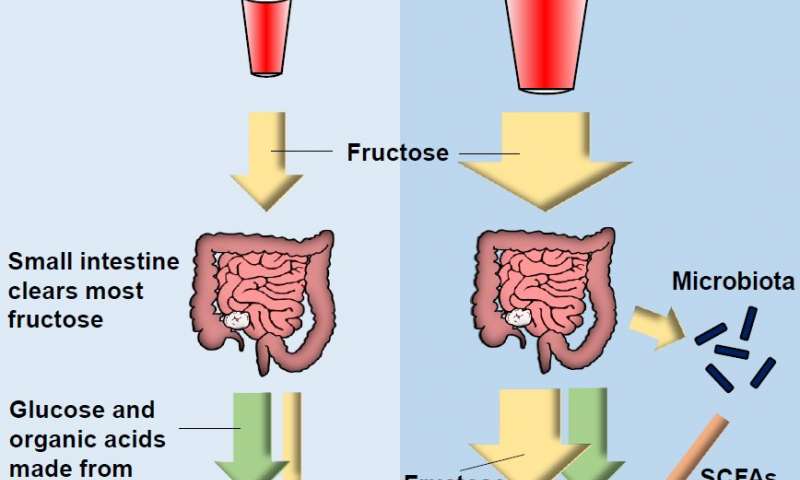 Μελέτη αποκαλύπτει τι συμβαίνει στο έντερο μετά από υπερβολική φρουκτόζη