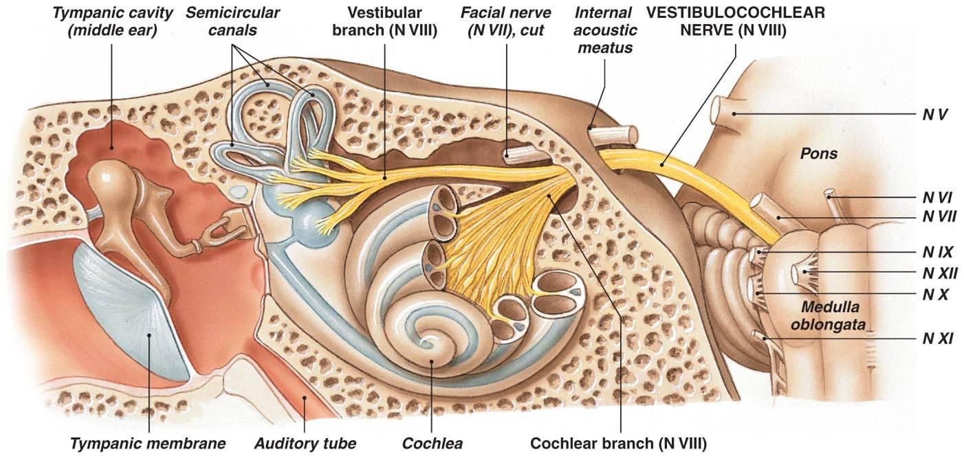Internal open. Vestibular-Cochlear nerve. Орган слуха на английском.