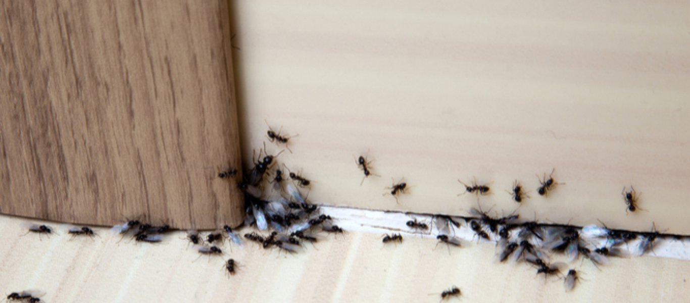 Φυσικοί τρόποι για να εξαφανίσετε τα μυρμήγκια από το σπίτι