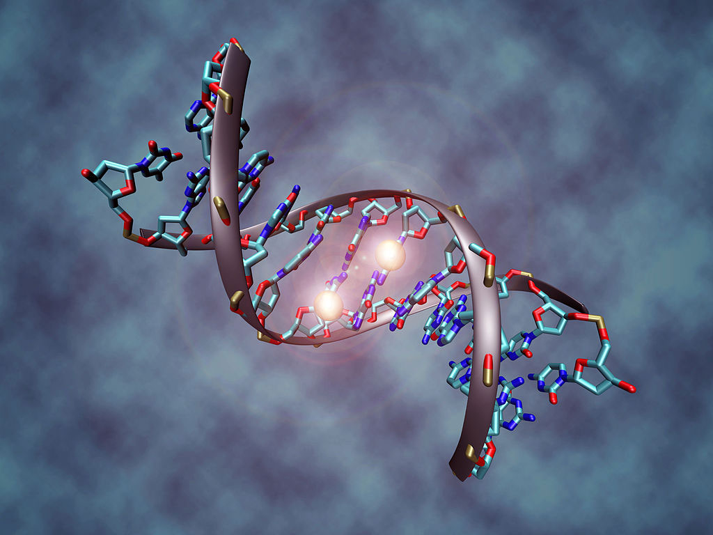 Η μεθυλίωση του DNA “κλειδί” για τη διαφοροποίηση των βλαστικών κυττάρων