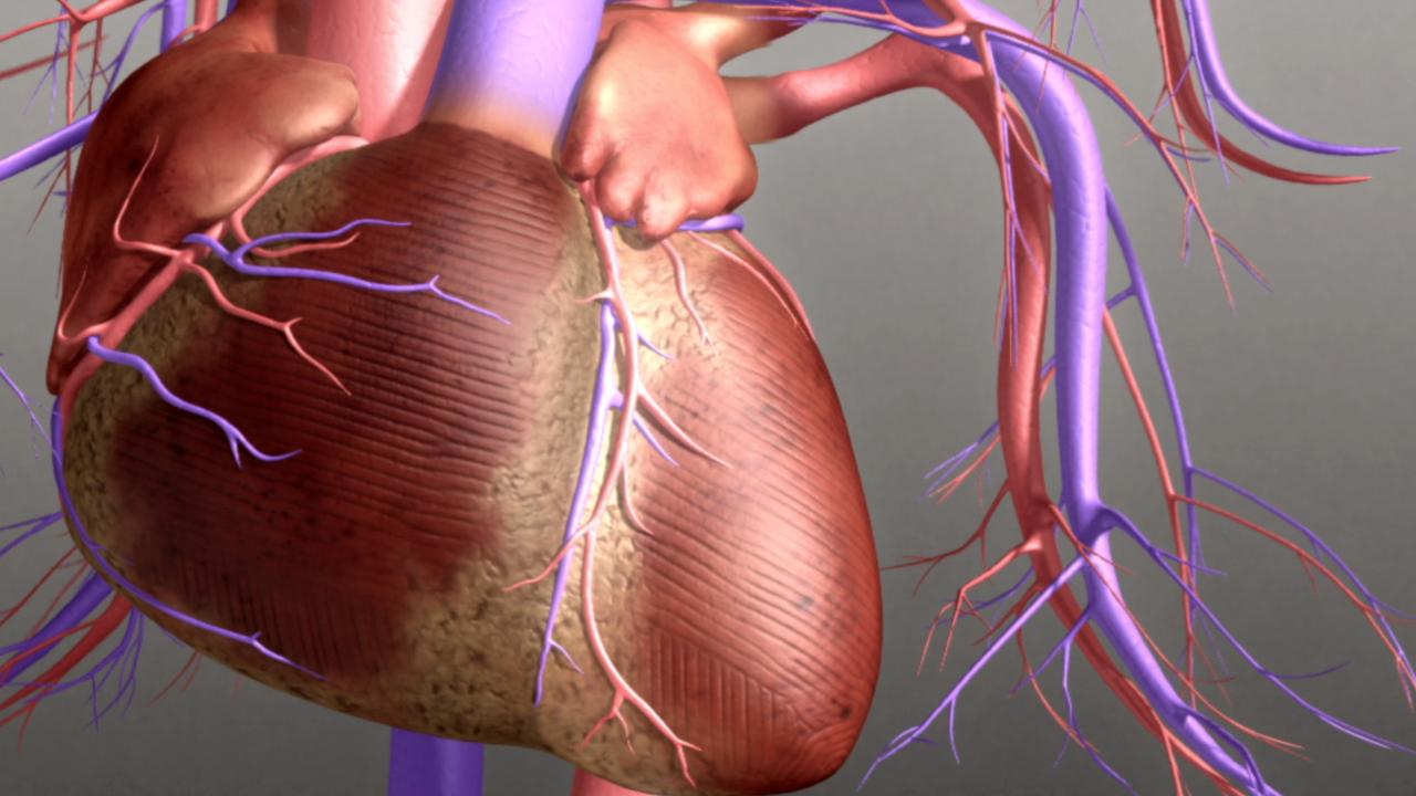 Δημιουργήθηκε ο πρώτος ανθρώπινος καρδιακός μυς από βλαστοκύτταρα
