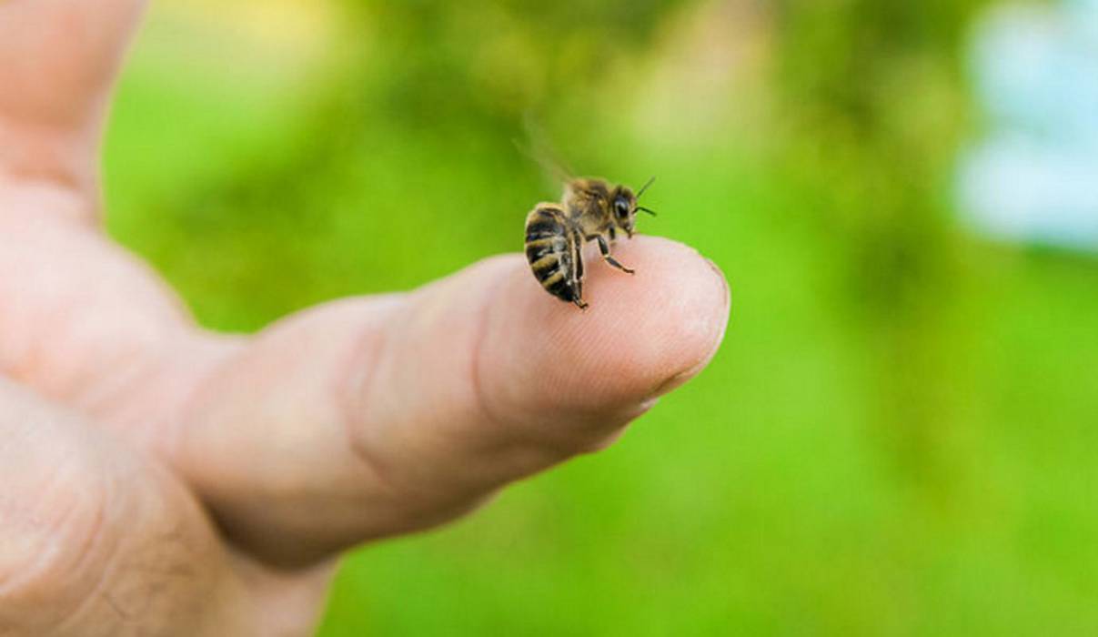 Επώδυνο τσίμπημα μέλισσας: τι κάνω;