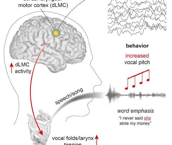 “Μουσική του λόγου” συνδέεται με περιοχή του ανθρώπινου εγκεφάλου