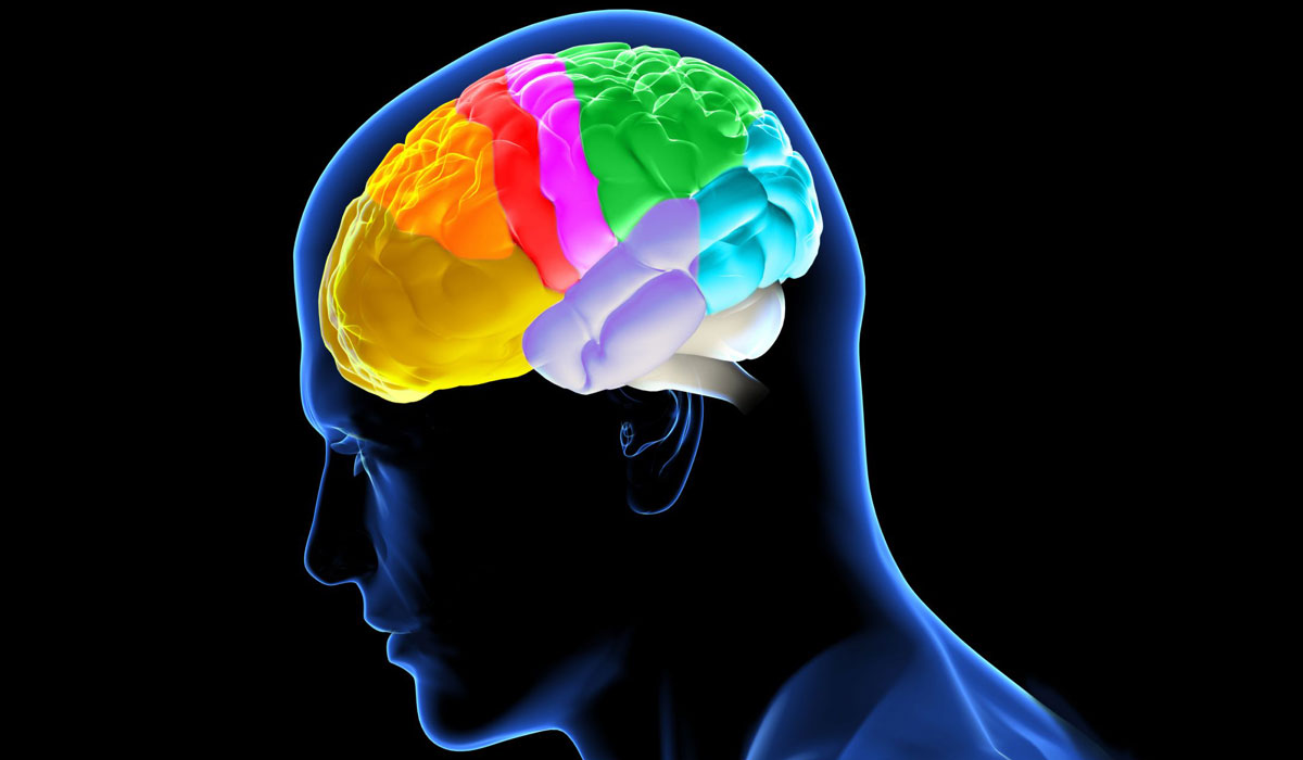 Νέα έρευνα εντοπίζει κύτταρα του εγκεφάλου που βελτιώνουν τη μάθηση