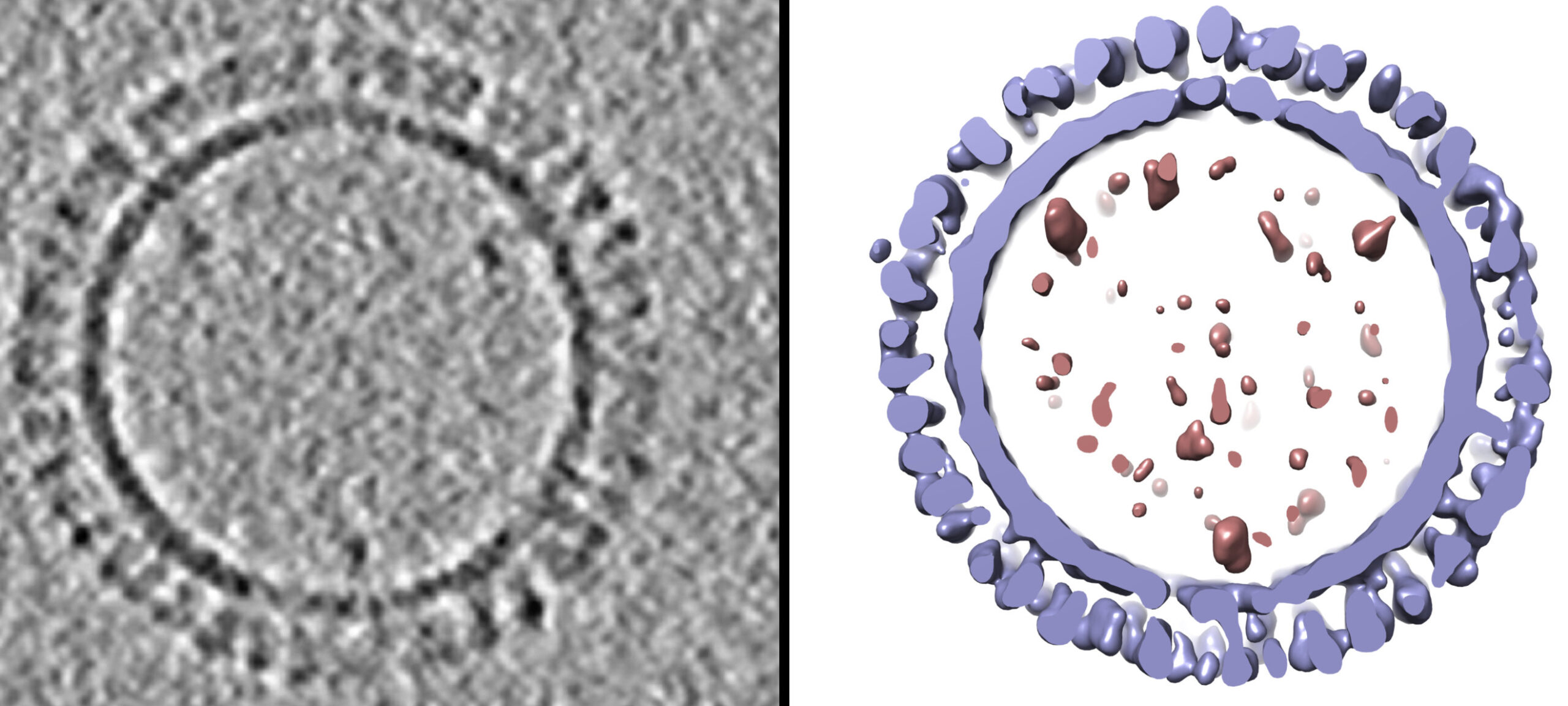Δημιουργήθηκε δομή 3-D των σωματιδίων τύπου ιού της γρίπης του 1918