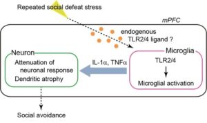 neuralinflam