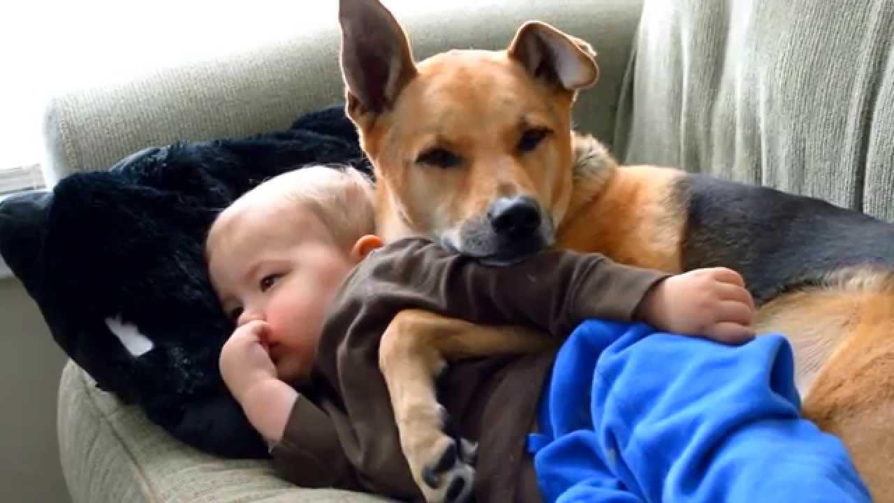 Σκύλος, εγκυμοσύνη και μωρό – Η τέλεια συνύπαρξη
