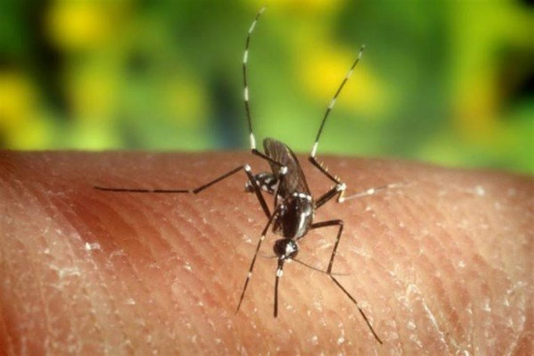 Ραγδαία αύξηση ασθενειών από τα κουνούπια