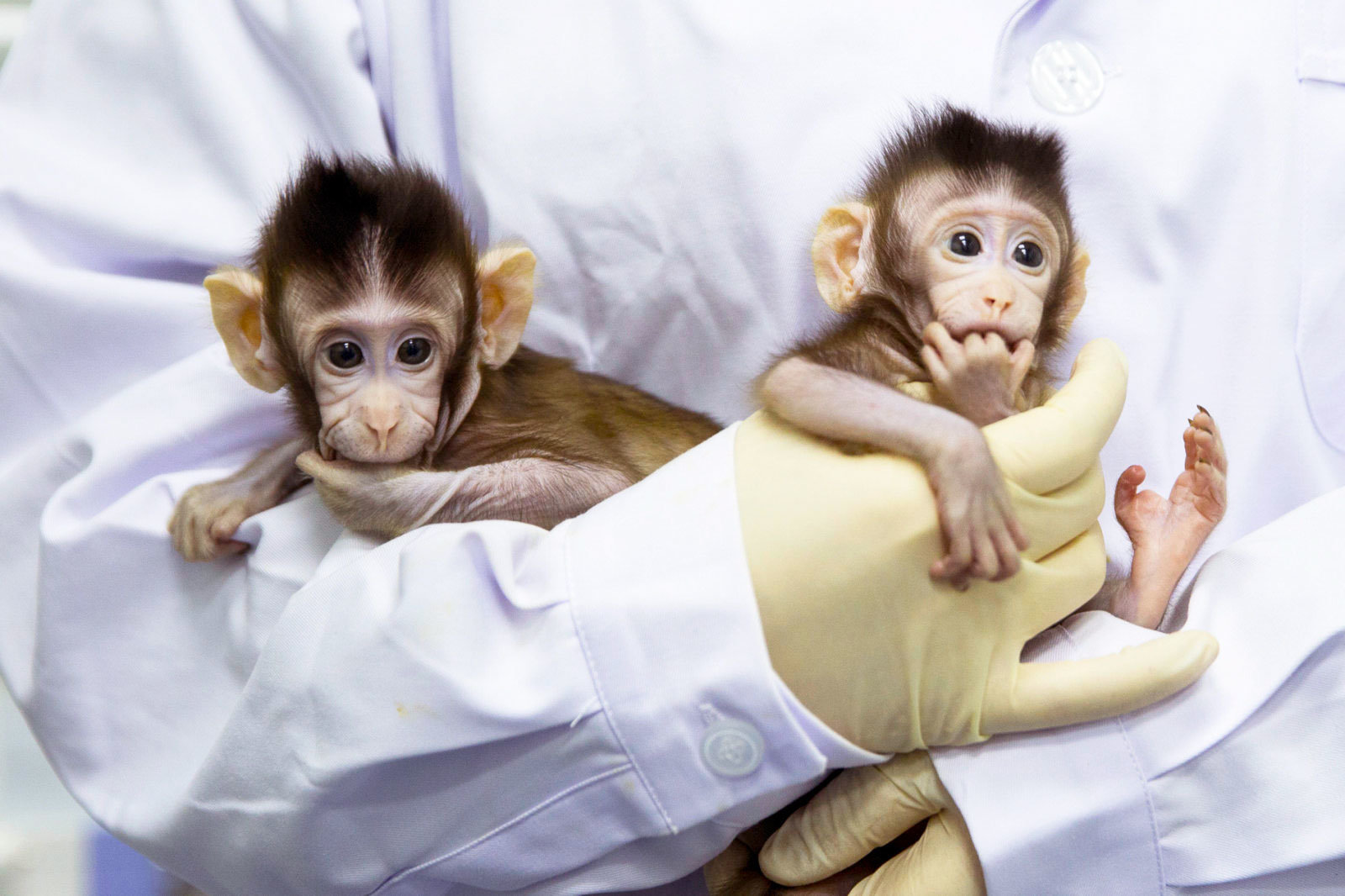 Κλωνοποίησαν μαϊμούδες για να μελετήσουν σοβαρές παθήσεις