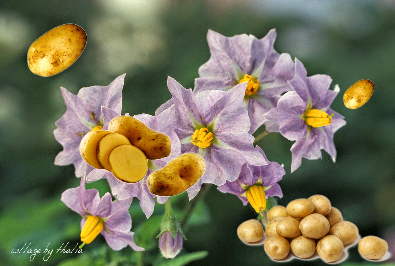 Βότανα ευτυχία: Τρία δραστικά βότανα που μας φτιάχνουν το κέφι και μας κάνουν ευτυχισμένους