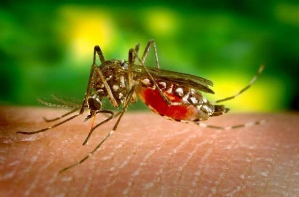 Τι δείχνει νέα έρευνα για τα “απειλητικά” κουνούπια