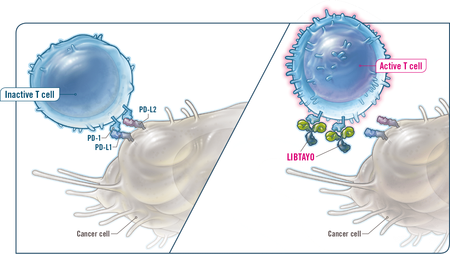 CHMP: προτείνει την έγκριση του cemiplimab