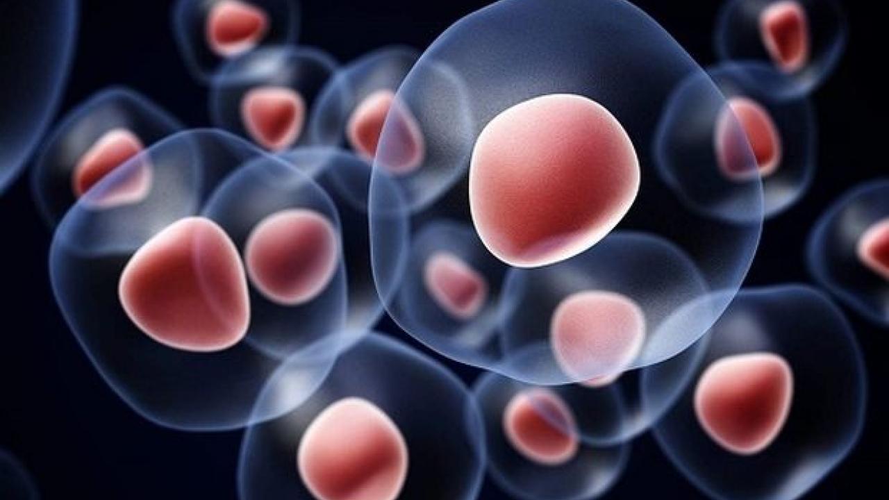 Κορυφαία ανακάλυψη βλαστοκυττάρων εξελίσσει την αναγεννητική ιατρική