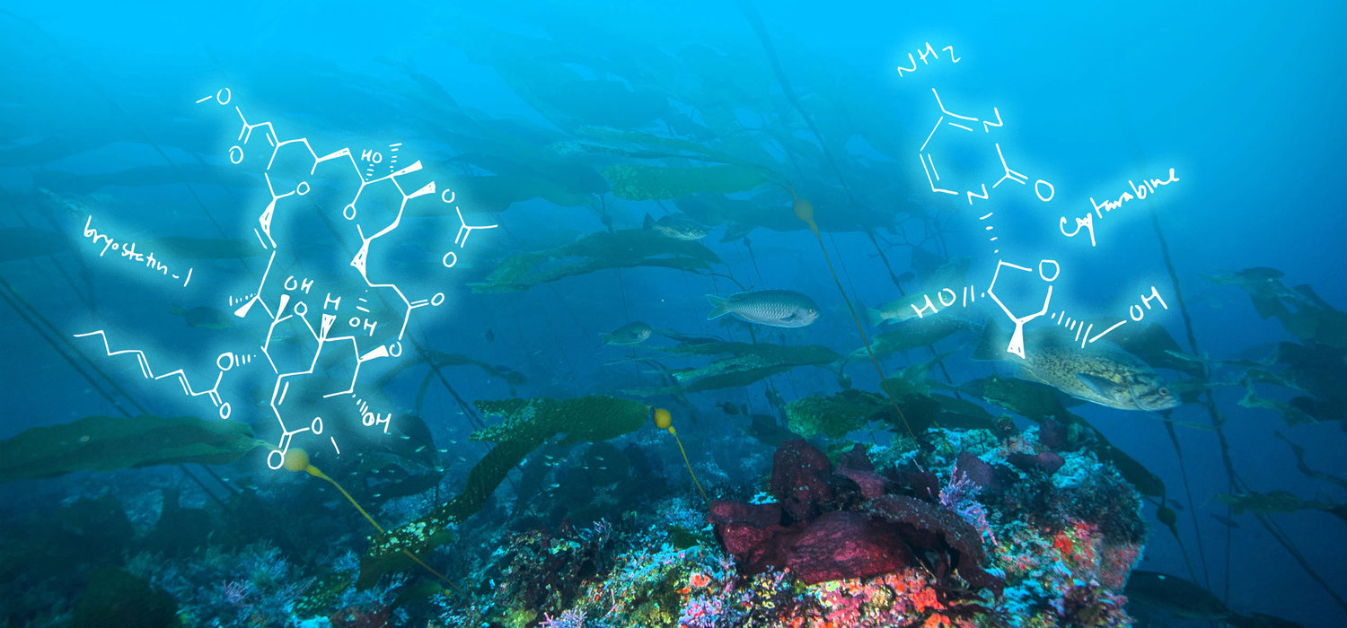 Γιατί οι επιστήμονες ψάχνουν τον ωκεανό για νέα φάρμακα;