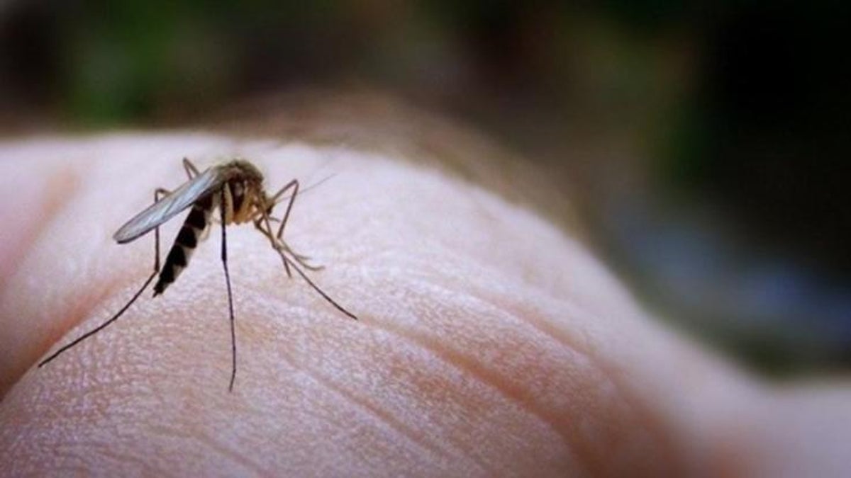 Τα τρία πράγματα που προσελκύουν κουνούπια στο σπίτι σας