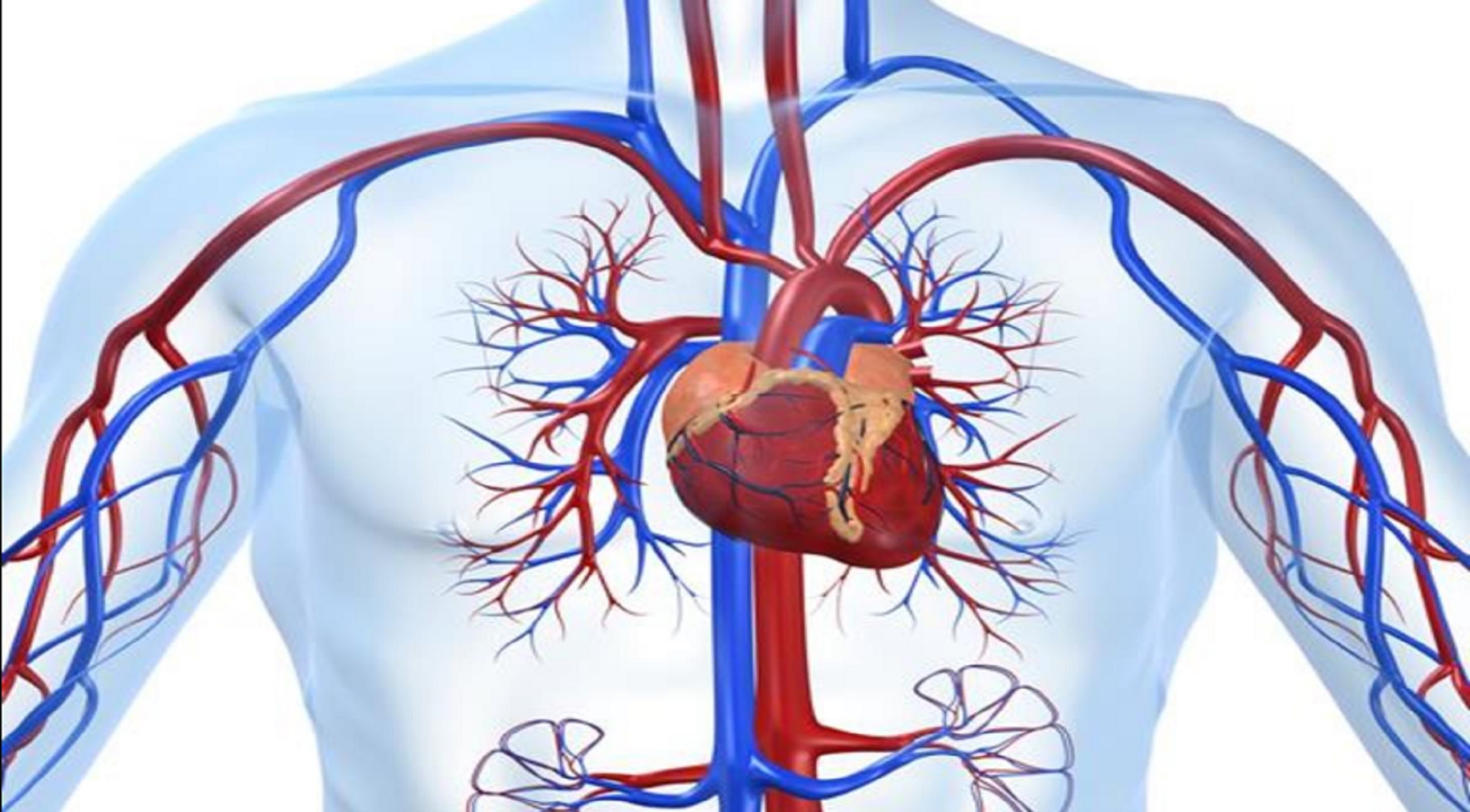 Καινοτόμος τεχνολογία ανιχνεύει έγκαιρα τον κίνδυνο καρδιακής προσβολής