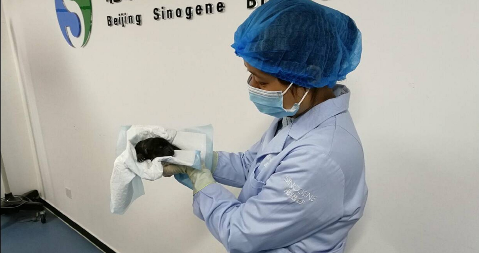 Κινεζική εταιρία κλωνοποίησε για πρώτη φορά γάτα