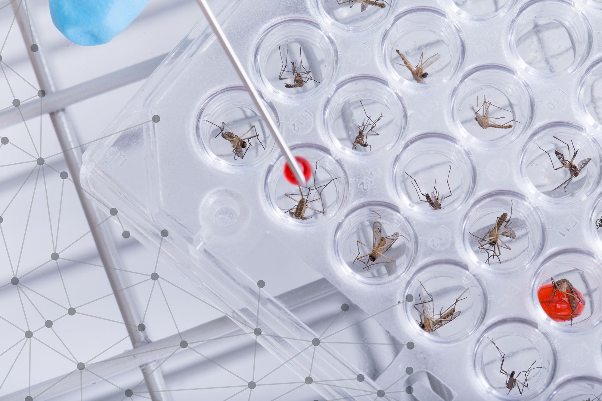 Μελέτη για γενετικά τροποποιημένα κουνούπια προκαλεί αντιδράσεις