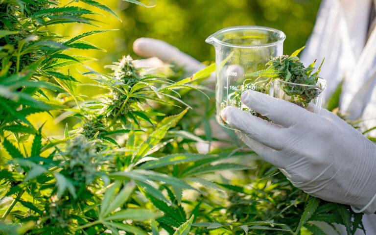 Κάνναβη: Μελέτη αποκαλύπτει πώς παράγει THC, CBD και CBC