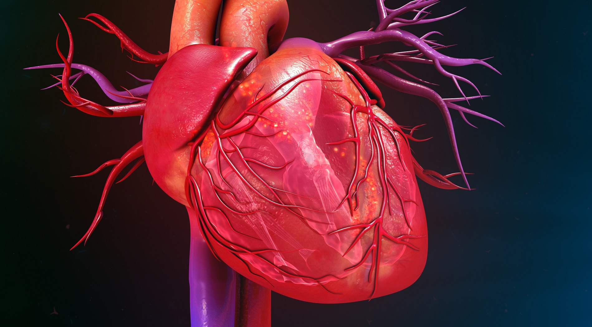 Γιατί η έλλειψη οξυγόνου προκαλεί καρδιακές αρρυθμίες