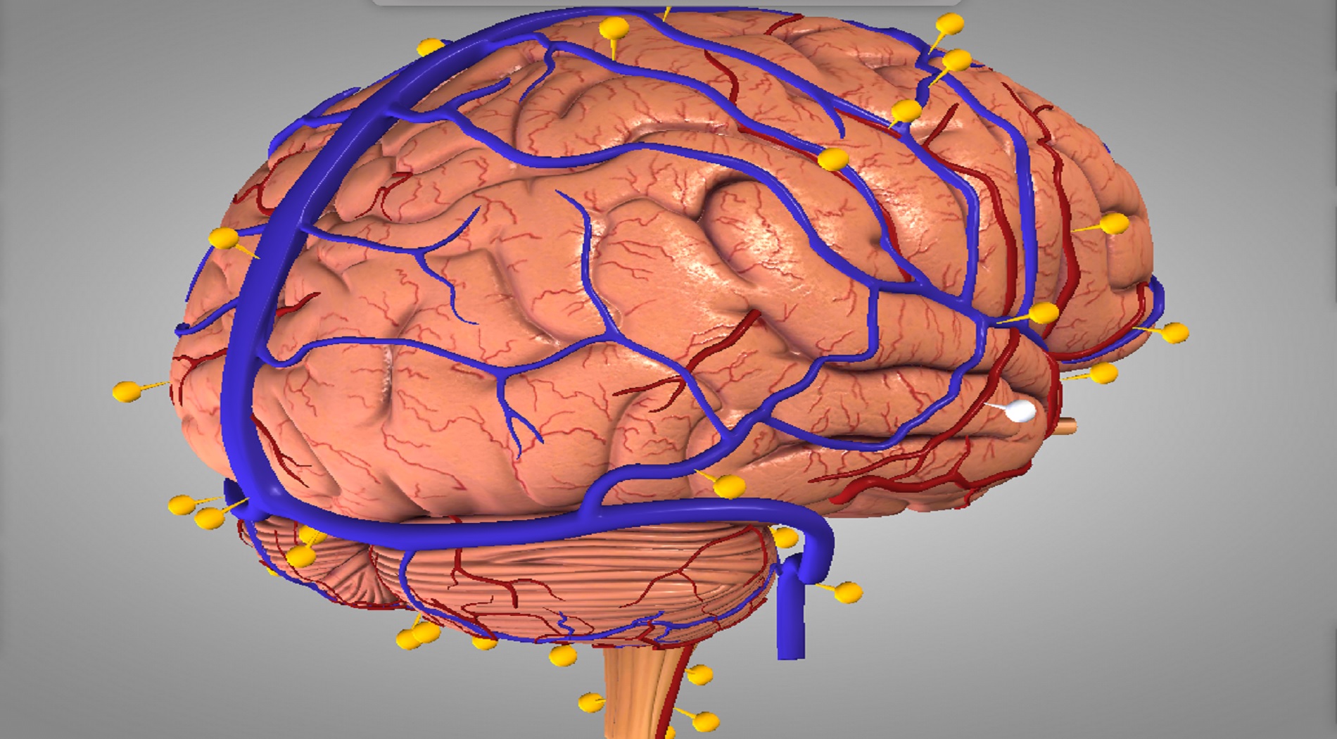 Νέα τεχνολογία πετυχαίνει πιστότερη απεικόνιση του ανθρώπινου εγκεφάλου