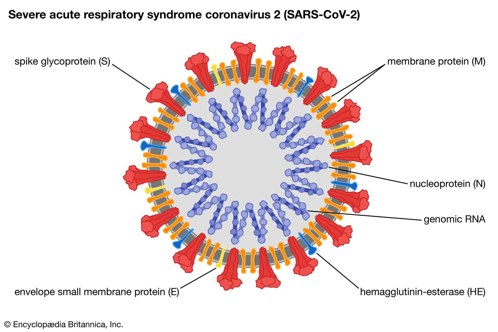 Μεταλλάξεις στον κοροναϊό SARS-CoV-2: ποια είναι η σημασία τους;