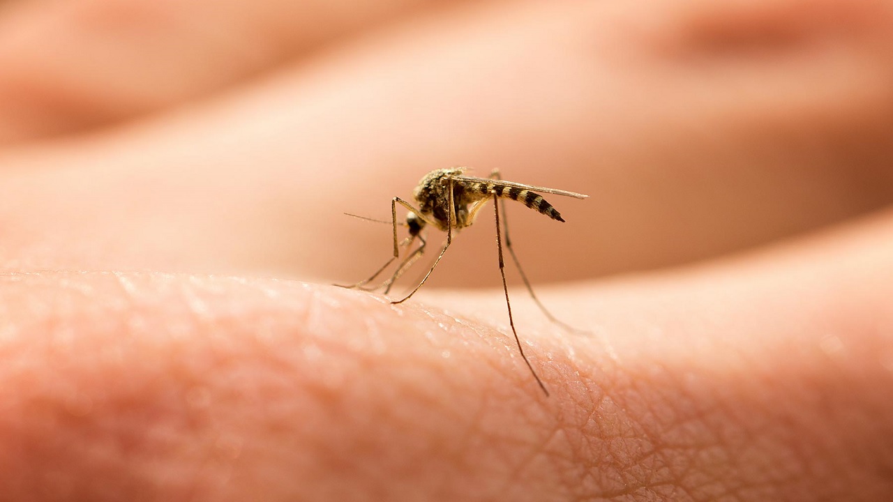 Πώς μπορείτε να αποφύγετε τα κουνούπια