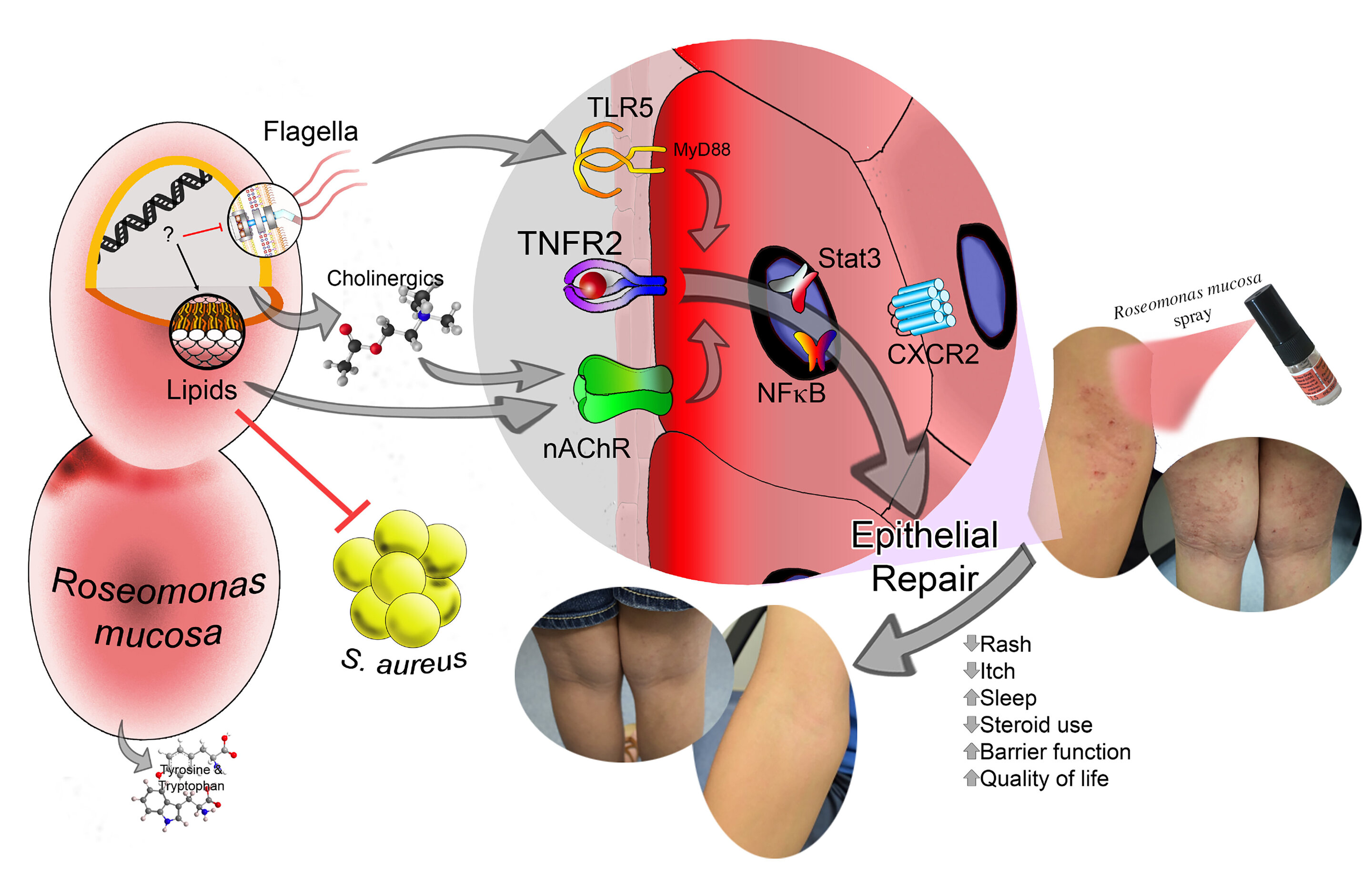 dermatologia.jpg