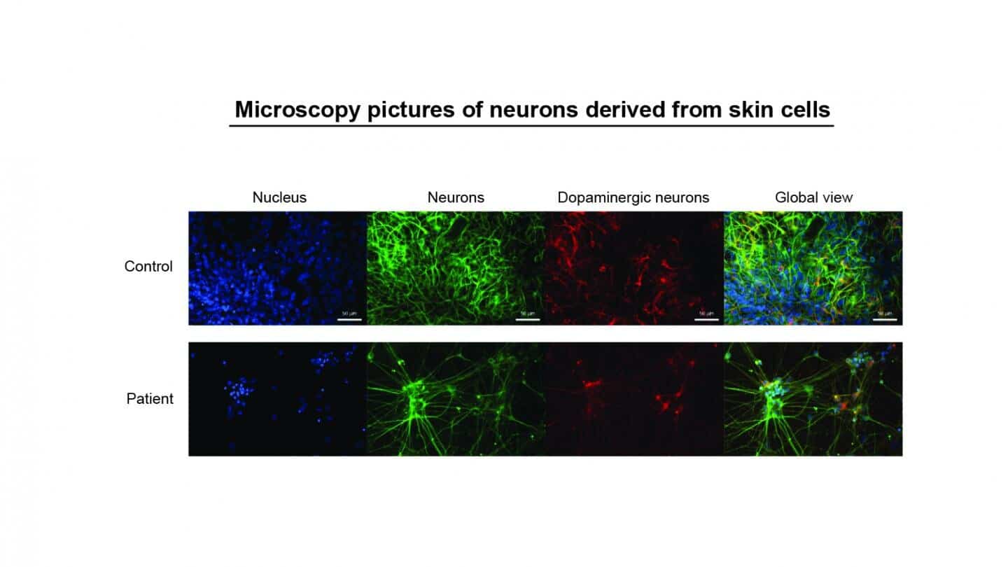 skin cells.jpg