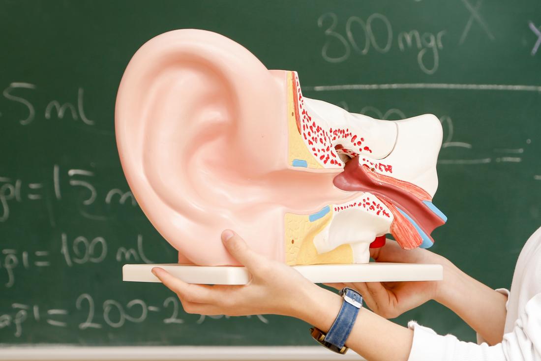 ear-anatomy-classroom.jpg