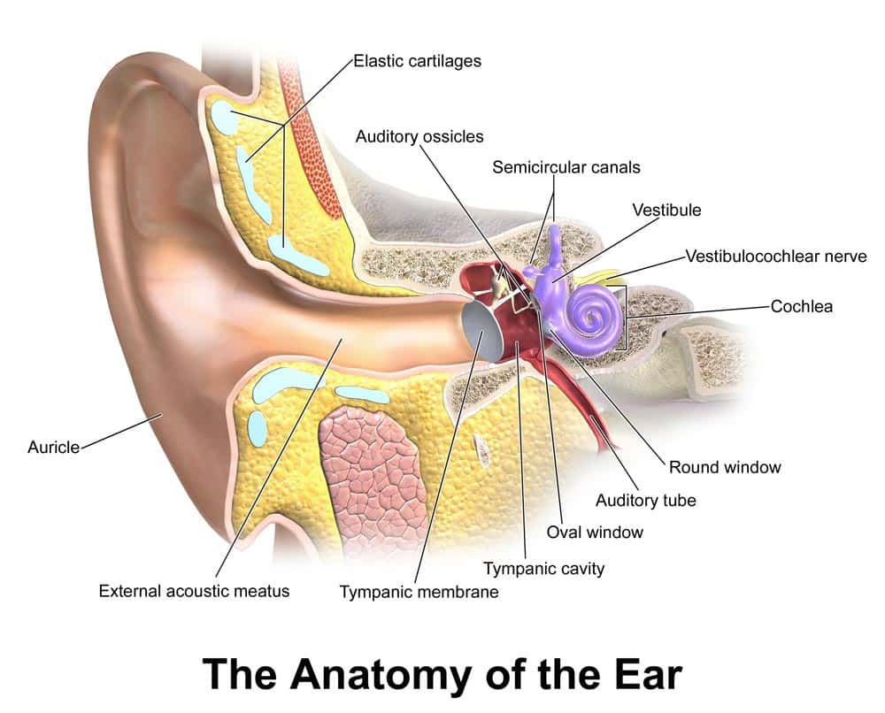 ear-anatomy.jpg