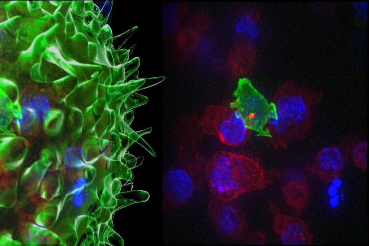 T-cells.jpg