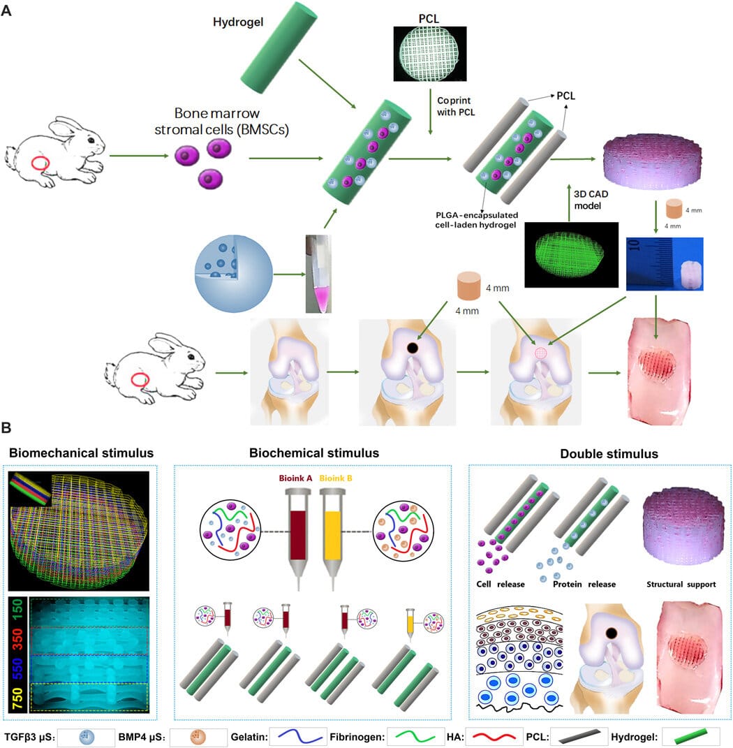 3dbioprintin.jpg