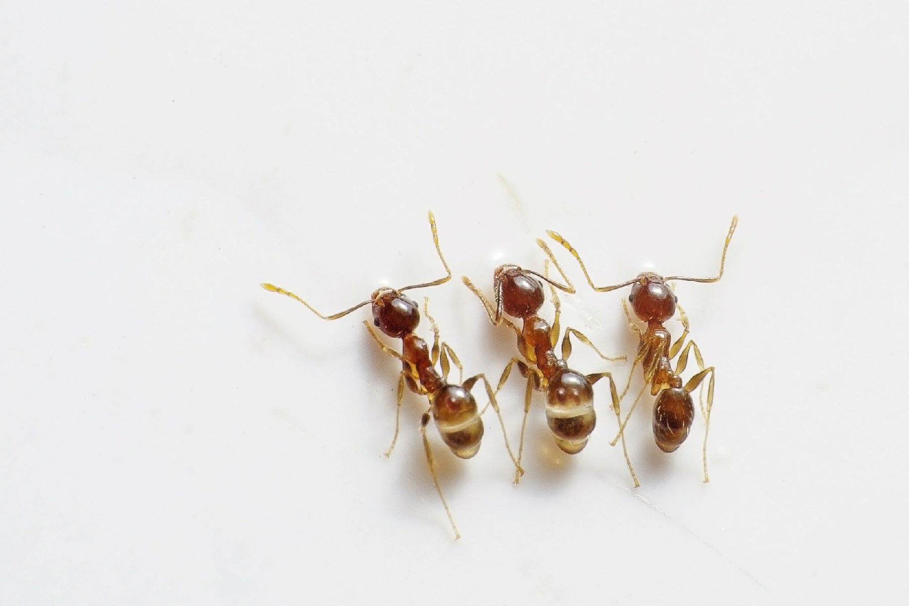 Μυρμήγκια στο σπίτι: Πως να τα καταπολεμήσετε;