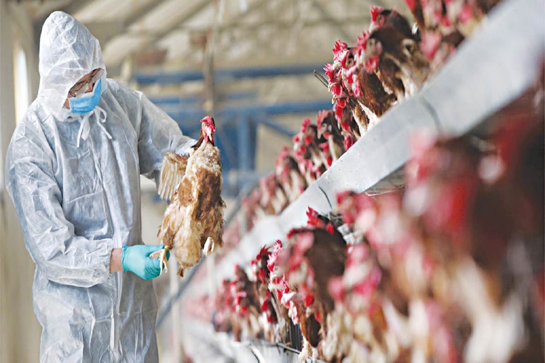 Γρίπη των πτηνών: Πώς μπορεί να προληφθεί η λοίμωξη;