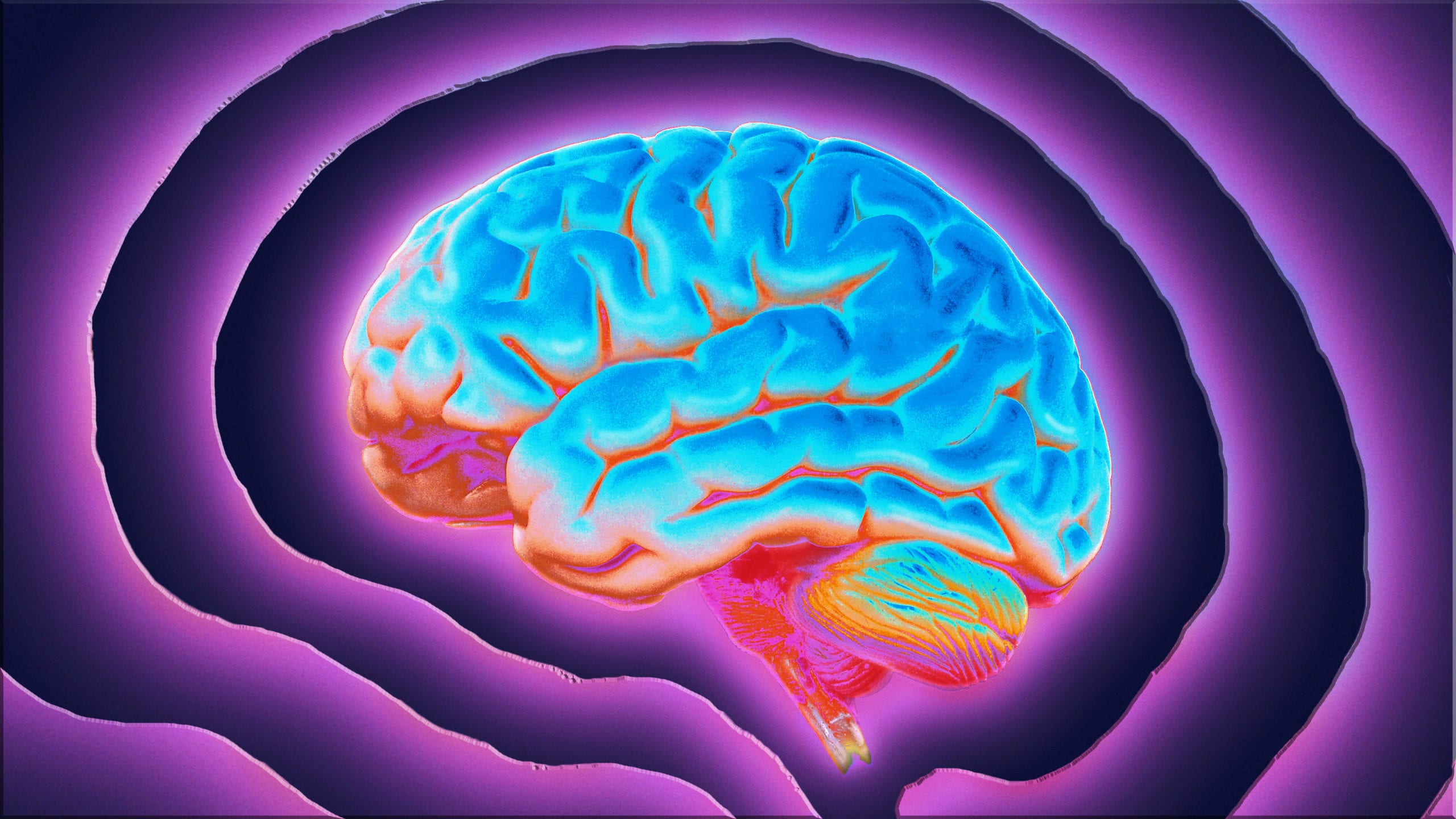 Εγκέφαλος φλοιός: Σημαντική ανακάλυψη για τη λειτουργικότητά του