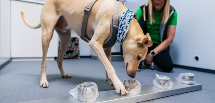 Κορονοϊός σκυλιά: Επιστήμονες τα εκπαιδεύουν ώστε να μυρίζουν τον covid-19 7