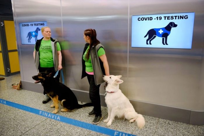 Κορονοϊός σκυλιά: Επιστήμονες τα εκπαιδεύουν ώστε να μυρίζουν τον covid-19 6