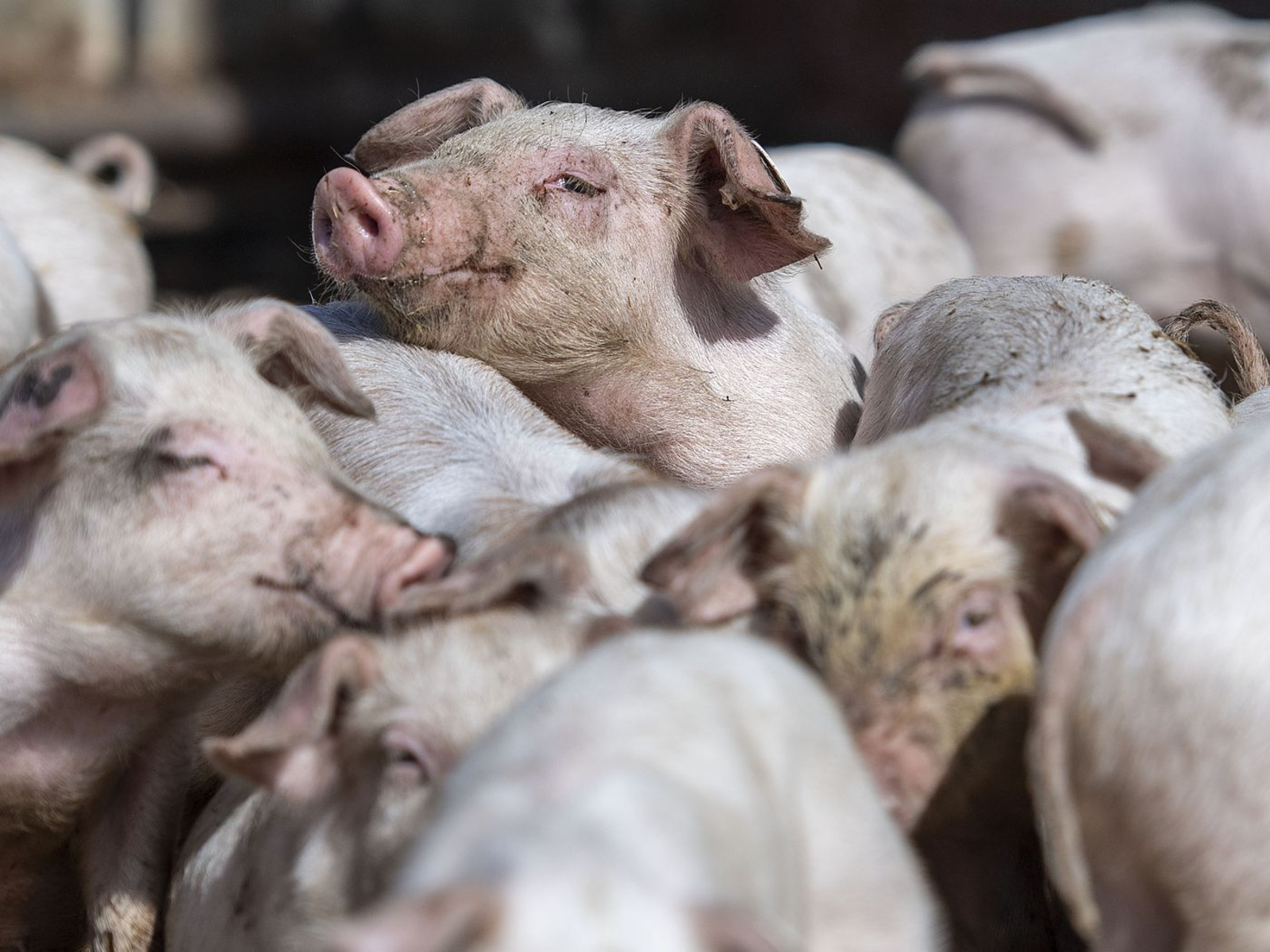 FDA γουρούνι: Έγκριση γενετικά τροποποιημένου χοίρου για προϊόντα υγείας
